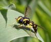345726 – Photo : Catherine Reymonet-Smitten – France (19)